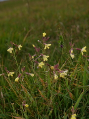 Raphanus raphanistrum raphanistrum