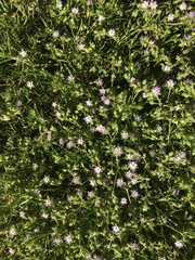 Spergularia rubra