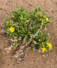 Malephora lutea