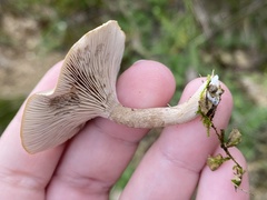 Clitocybe rivulosa