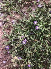 Spergularia rubra