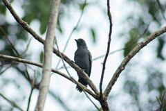 Thamnophilus amazonicus