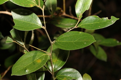 Cryptocarya triplinervis triplinervis