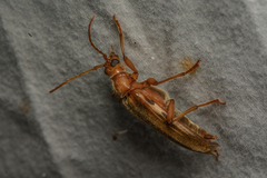 Ortholeptura valida