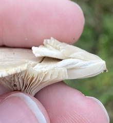 Clitocybe rivulosa