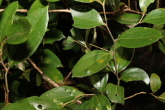 Cryptocarya triplinervis triplinervis