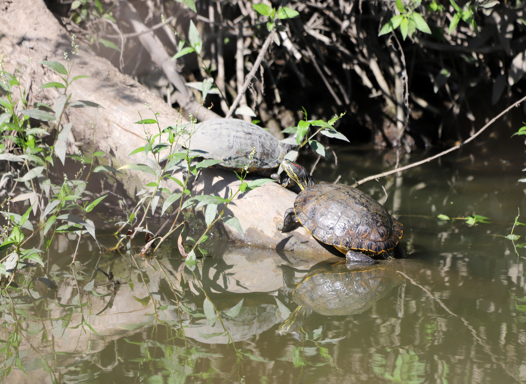 Red-eared Slider from North San Jose, San Jose, CA, USA on September 28 ...