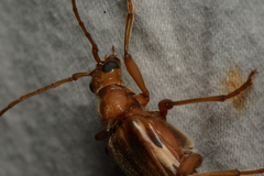 Ortholeptura valida