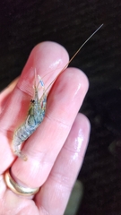 Palaemon elegans