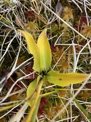 Maianthemum trifolium