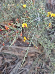 Bossiaea