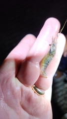 Palaemon elegans