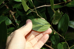 Cryptocarya triplinervis triplinervis