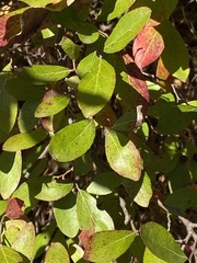 Vaccinium arboreum