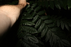 Dysoxylum mollissimum