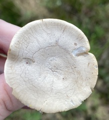 Clitocybe rivulosa