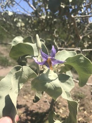 Solanum lycocarpum
