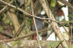 Thamnophilus palliatus