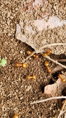 Lasius claviger