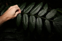 Dysoxylum mollissimum