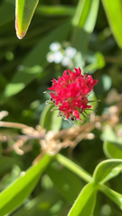 Trifolium incarnatum