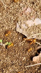 Lasius claviger