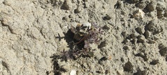 Lupinus arizonicus