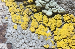 Candelariella