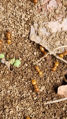 Lasius claviger
