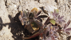 Lupinus arizonicus