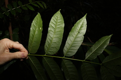 Dysoxylum mollissimum