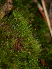 Dicranodontium denudatum