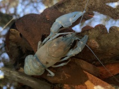 Pacifastacus leniusculus