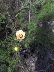 Hibiscus coulteri