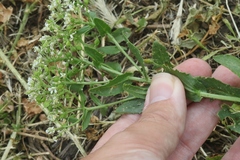 Lepidium draba