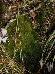 Dicranodontium denudatum