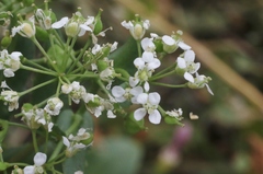 Lepidium draba