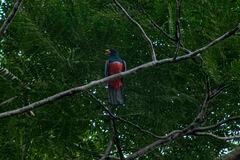 Trogon melanurus