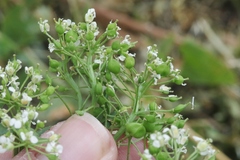 Lepidium draba