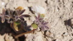 Lupinus arizonicus