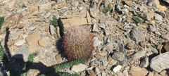Ferocactus cylindraceus