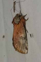 Ianassa pallida