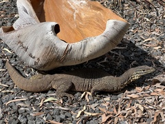 Varanus panoptes panoptes