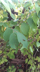 Prunus padus