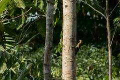 Dryobates passerinus