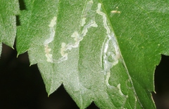 Phyllocnistis