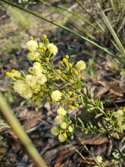 Acacia aspera
