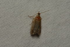 Tortricidae
