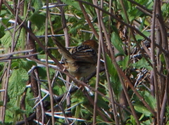 Cisticola tinniens
