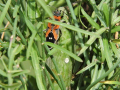 Lygaeus reclivatus